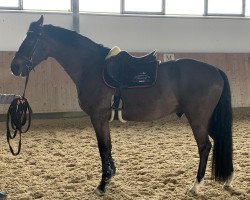 Springpferd Skyfall Bond Star FSH (Belgisches Warmblut, 2018, von Hotspot)