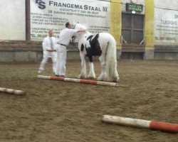 horse Chabo 0910169 (Tinker / Irish Cob / Gypsy Vanner, 2009, from Chakotay 0101245)