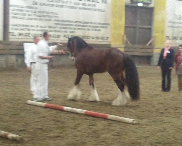 Pferd Djoser Nuage (Tinker / Irish Cob / Gypsy Vanner, 2009, von Djenges van Gipsy Spirit)