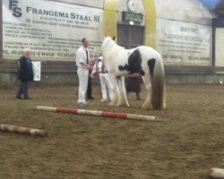 Pferd Sam 0910616 (Tinker / Irish Cob / Gypsy Vanner, 2009, von Romeo vom Melkweg)