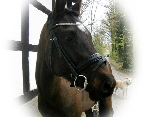 dressage horse Oldham 2 (German Riding Pony, 2009)