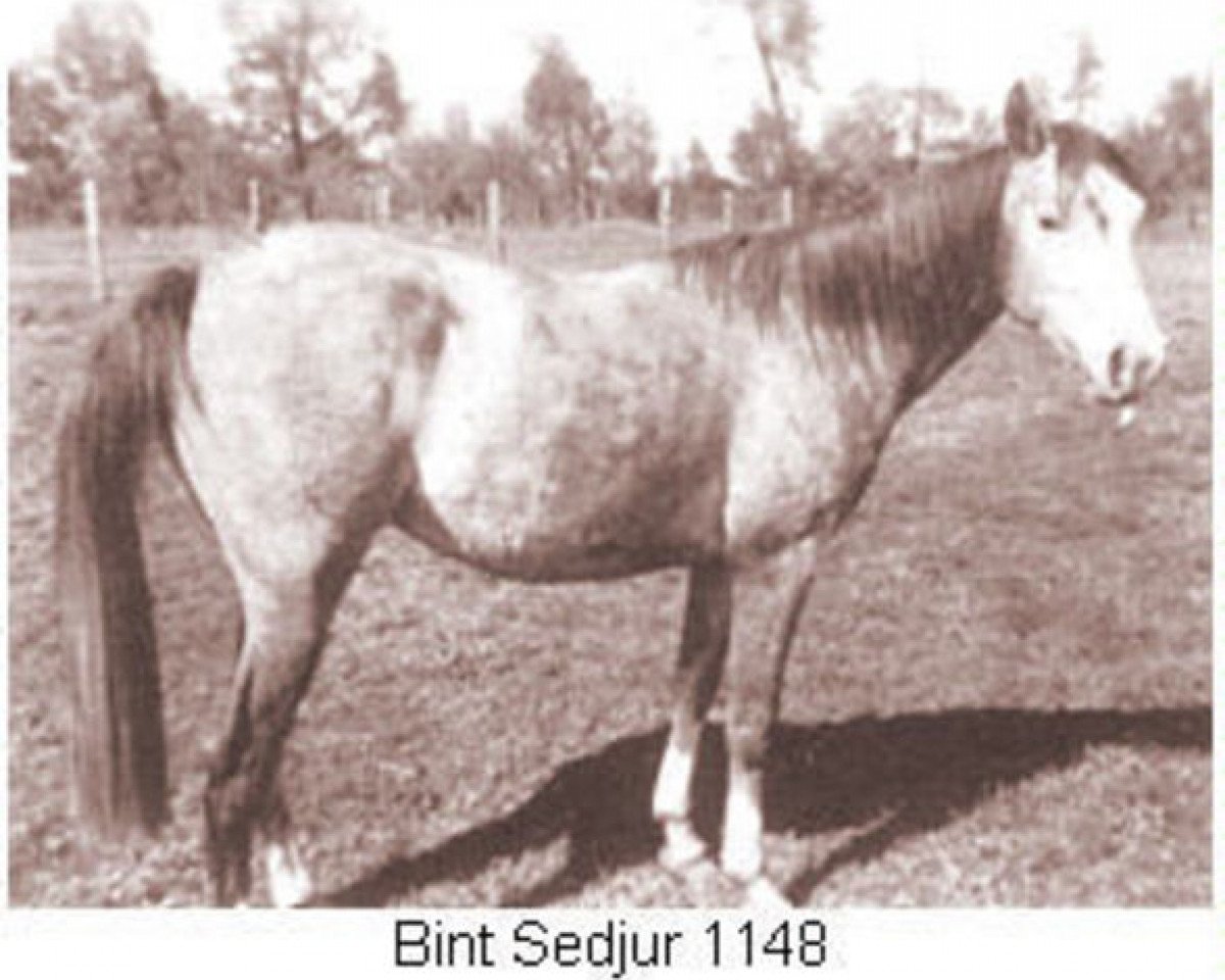 broodmare Bint Sedjur 1935 ox (Arabian purebred, 1935, from Ribal 1920 ox)
