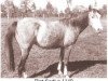 broodmare Bint Sedjur 1935 ox (Arabian thoroughbred, 1935, from Ribal 1920 ox)