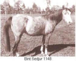 broodmare Bint Sedjur 1935 ox (Arabian thoroughbred, 1935, from Ribal 1920 ox)