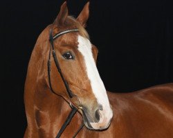 dressage horse Woodstock 239 (Hanoverian, 1997, from Weltmeyer)