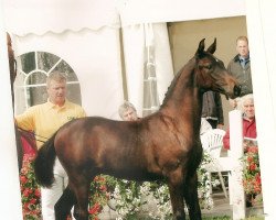 dressage horse Sir Sandro (Oldenburg, 2005, from Sir Donnerhall I)