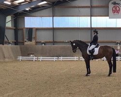 dressage horse Blair Brown (German Sport Horse, 2009, from Berlusco)