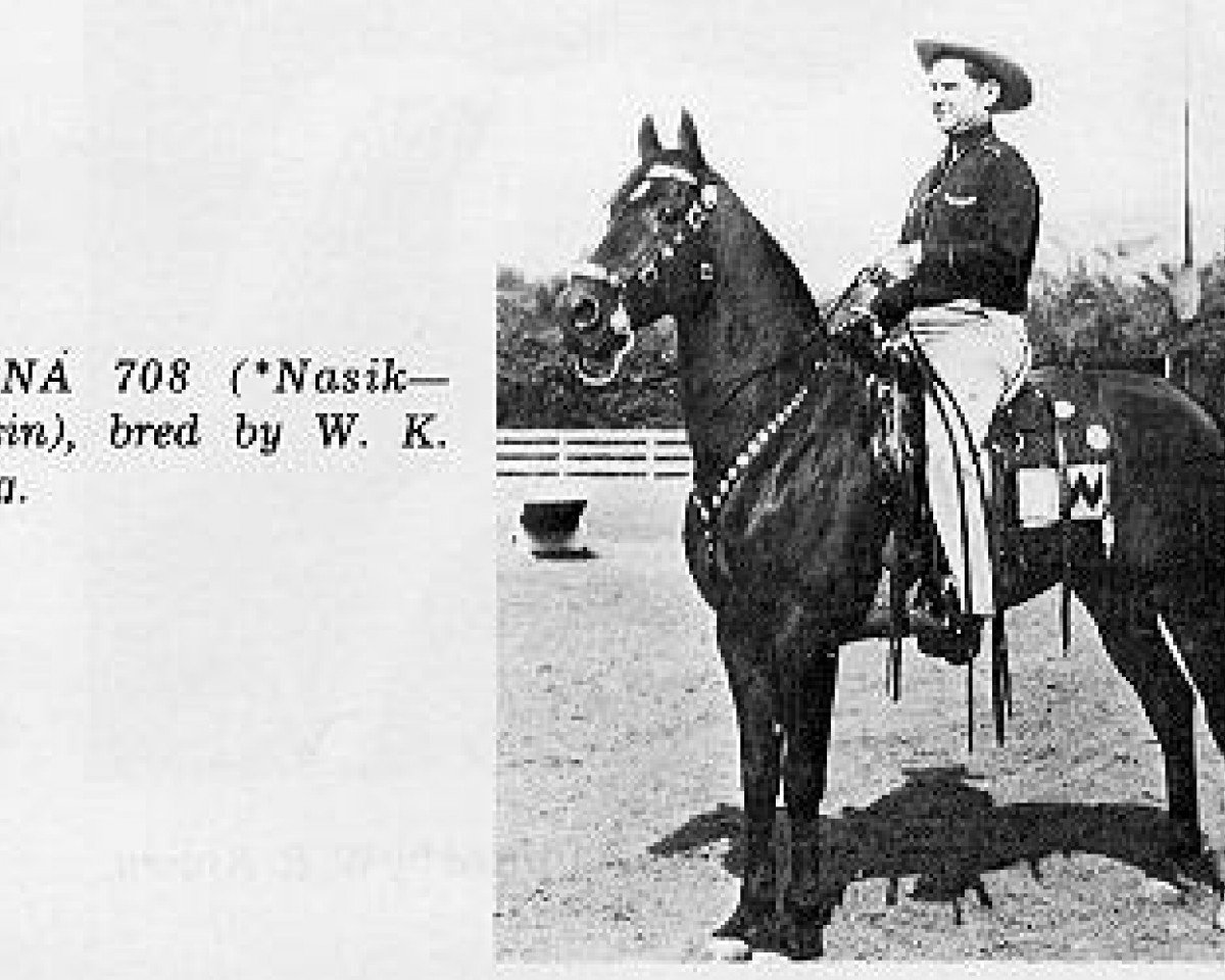 stallion Farana 1929 EAO (Arabian purebred, 1929, from Nasik 1908 ox)