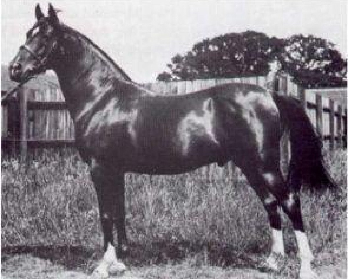 stallion Shareer 1923 ox (Arabian purebred, 1923, from Nureddin II 1911 ox)