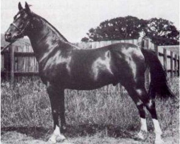 stallion Shareer 1923 ox (Arabian thoroughbred, 1923, from Nureddin II 1911 ox)