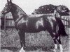 stallion Shareer 1923 ox (Arabian thoroughbred, 1923, from Nureddin II 1911 ox)