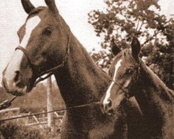 broodmare Rasmina 1928 ox (Arabian thoroughbred, 1928, from Shareer 1923 ox)