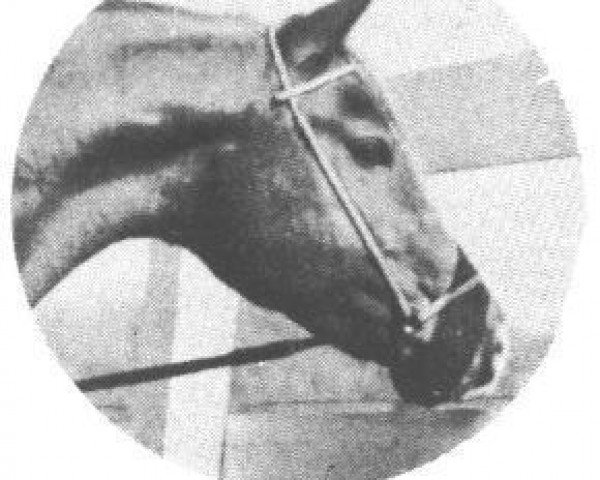 Deckhengst Rasraff 1942 ox (Vollblutaraber, 1942, von Raffles ox)