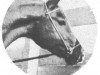 stallion Rasraff 1942 ox (Arabian thoroughbred, 1942, from Raffles ox)