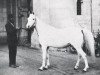 broodmare Aziza 1926 RAS (Arabian thoroughbred, 1926, from Gamil Manial 1912 RAS)