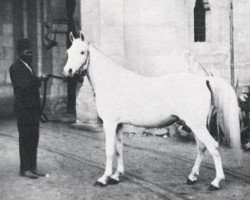 broodmare Aziza 1926 RAS (Arabian thoroughbred, 1926, from Gamil Manial 1912 RAS)