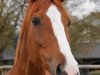 dressage horse Waiherr (Trakehner, 2003, from Waitaki 31)