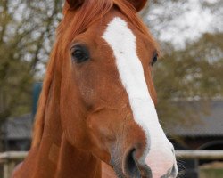 dressage horse Waiherr (Trakehner, 2003, from Waitaki 31)