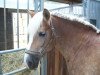 broodmare Minou 79 (Haflinger, 1995, from Mithras)