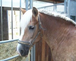 Zuchtstute Minou 79 (Haflinger, 1995, von Mithras)