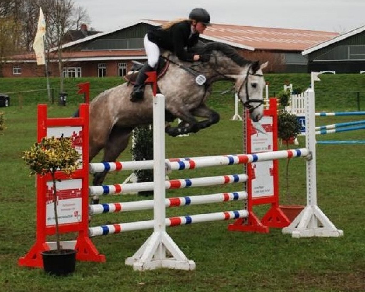 Springpferd What A Girl 5 (Holsteiner, 2006, von Cassini II)