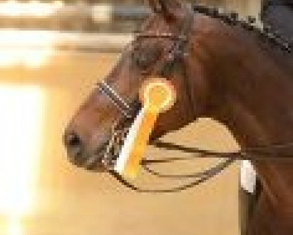dressage horse Rubinett W (Hanoverian, 2006, from Rubin Royal OLD)
