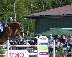 Springpferd Chaplin 81 (Zangersheide Reitpferd, 2004, von Carlo Z)