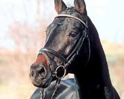 stallion Faberger xx (Thoroughbred, 1996, from Dashing Blade xx)