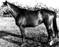 broodmare Terrana (Trakehner,  , from Termit)