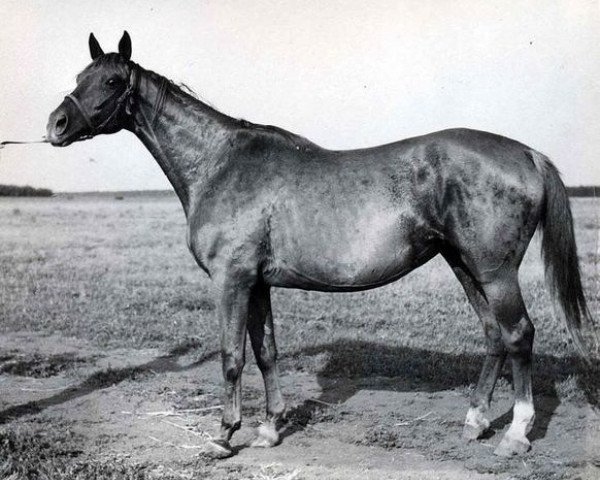 broodmare Etual 39 (Russian Trakehner, 1965, from Ekspromt)