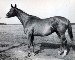 broodmare Etual 39 (Russian Trakehner, 1965, from Ekspromt)