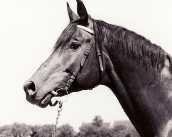 stallion Egoist (Russian Trakehner, 1974, from Ostrjak 9)