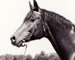 stallion Egoist 1447 (Russian Trakehner, 1974, from Ostrjak 9)