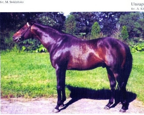 stallion Unoaprile xx (Thoroughbred, 1977, from Kalamoun xx)