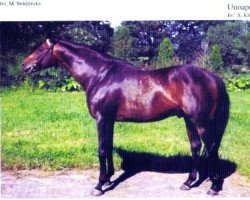 stallion Unoaprile xx (Thoroughbred, 1977, from Kalamoun xx)