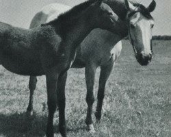 Zuchtstute Rosshalde (Trakehner, 1953, von Famulus)