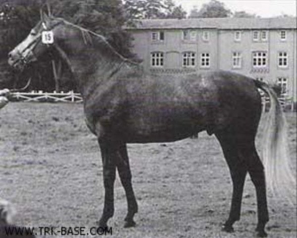 stallion Rosenberg (Trakehner, 1962, from Sterndeuter)