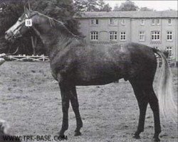 stallion Rosenberg (Trakehner, 1962, from Sterndeuter)