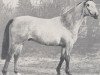 stallion Perserfuerst II (Trakehner, 1970, from Lothar)