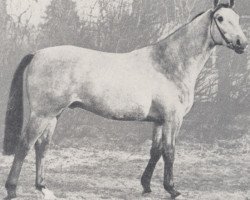 stallion Perserfuerst II (Trakehner, 1970, from Lothar)