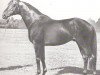 stallion Schiwago xx (Thoroughbred, 1969, from Masetto xx)