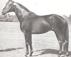 stallion Schiwago xx (Thoroughbred, 1969, from Masetto xx)