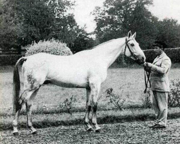 stallion Samaritain xx (Thoroughbred, 1941, from Maravedis xx)