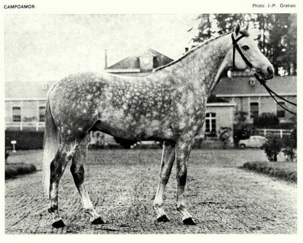 stallion Campoamor I AA (Anglo-Arabs, 1966, from Dionysos II AA)