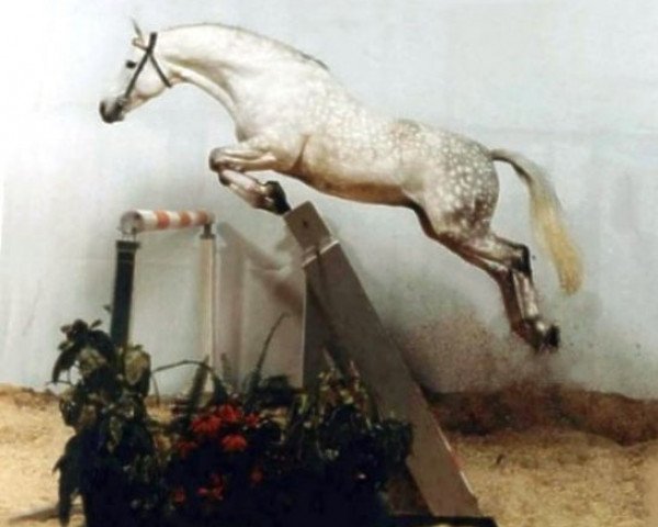 stallion Katanga AA (Anglo-Arabs, 1976, from Campoamor I AA)