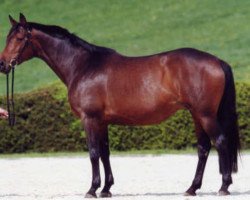 broodmare Herzogin V (Trakehner, 1989, from Inkognito)