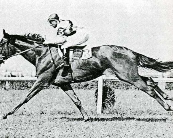 stallion Antonio Canale xx (Thoroughbred, 1946, from Torbido xx)