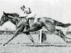 stallion Antonio Canale xx (Thoroughbred, 1946, from Torbido xx)