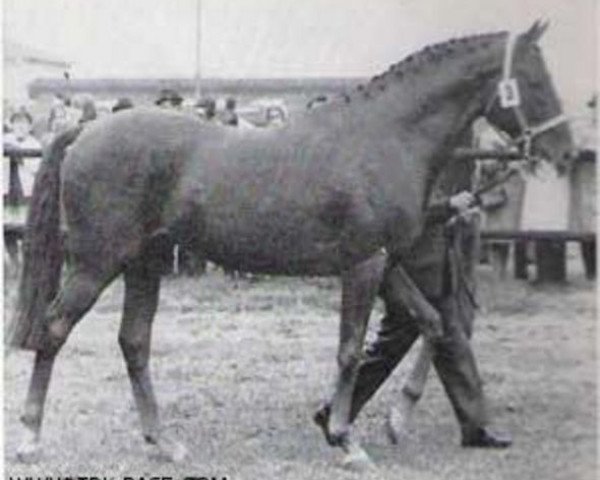 stallion Altrek xx (Thoroughbred, 1952, from Antonio Canale xx)