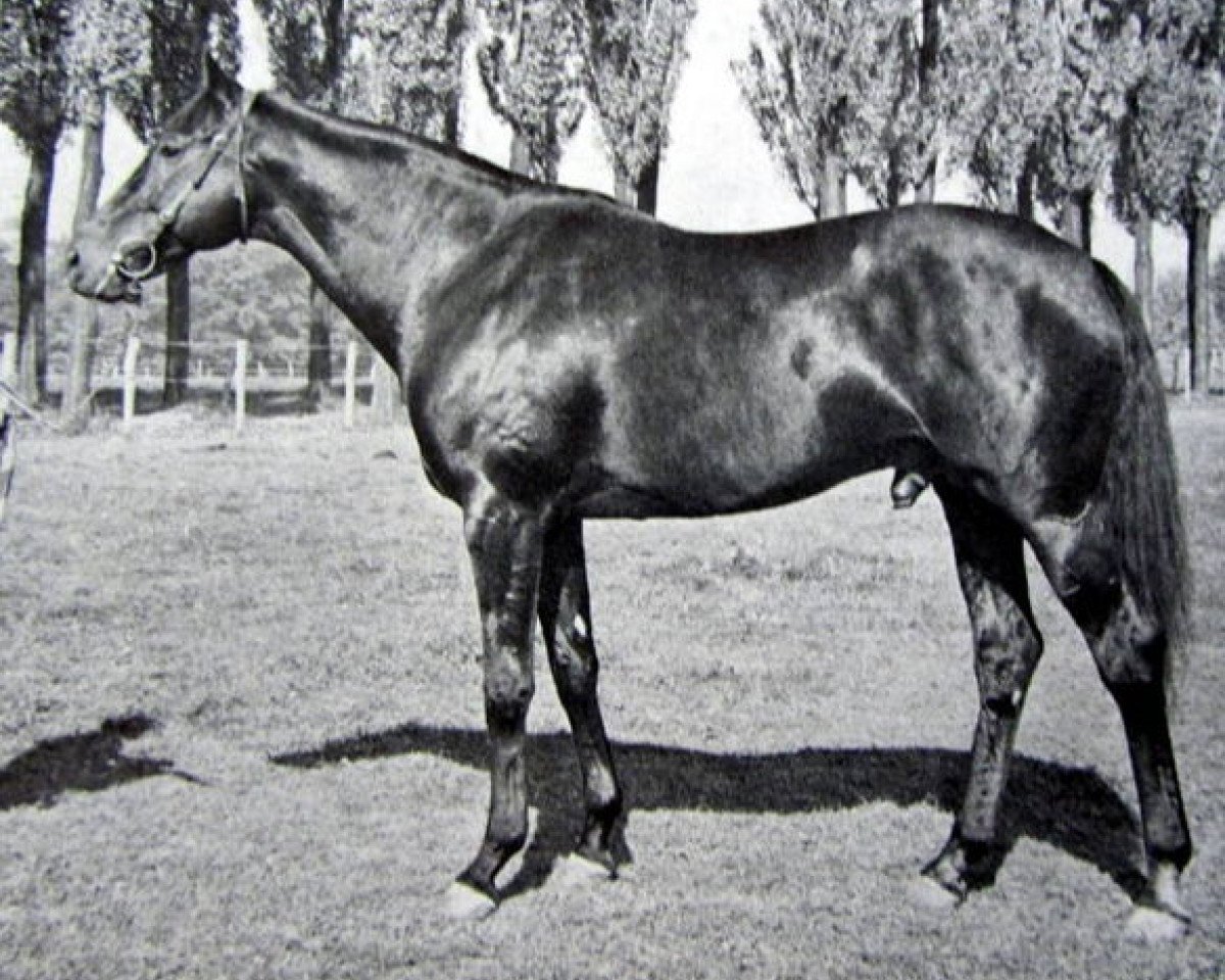 Deckhengst Molvedo xx (Englisches Vollblut, 1958, von Ribot xx)